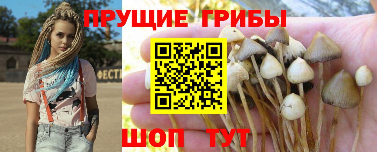 Галлюциногенные грибы Psilocybe Янаул